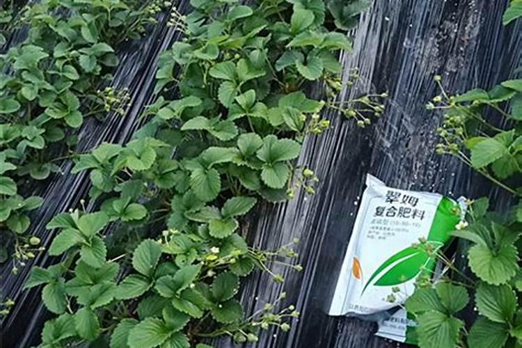 开花期能不能施肥