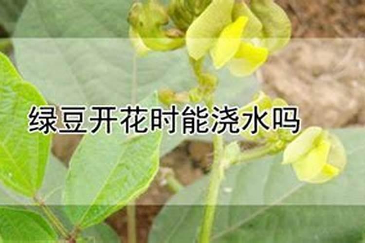 植物花期能不能施肥 植物应该怎么施肥