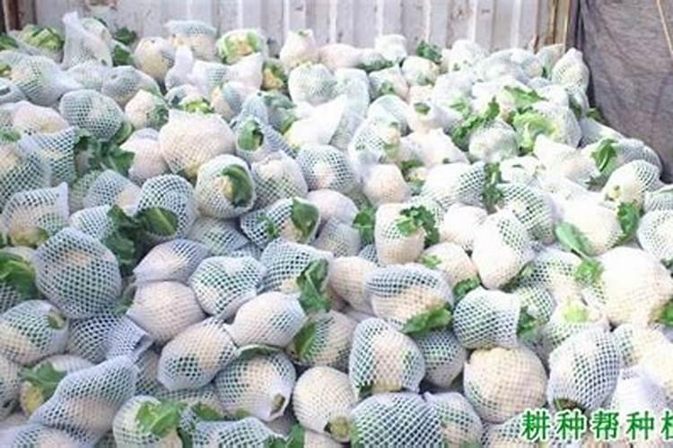 阳台种植花椰菜的方法和注意事项
