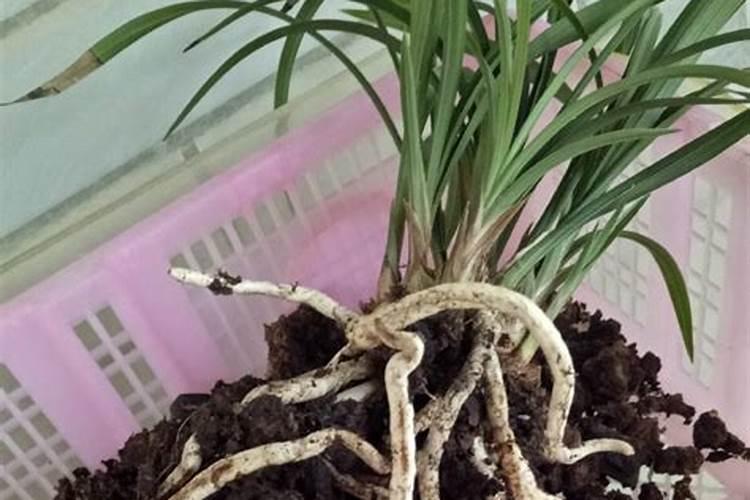 兰花什么时候施肥最好,兰花施肥用什么肥最好(氮磷钾肥)
