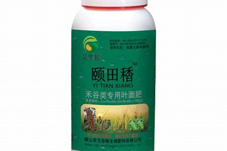 长寿花扦插后怎样管理