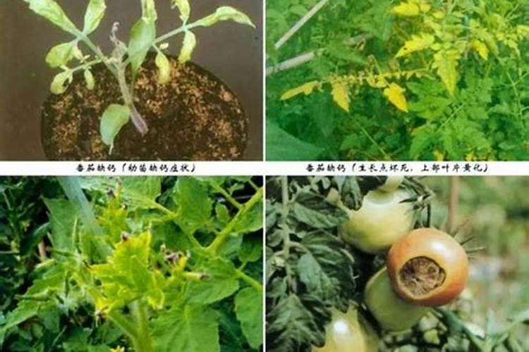 我想知道钙肥和啥肥对起反应
