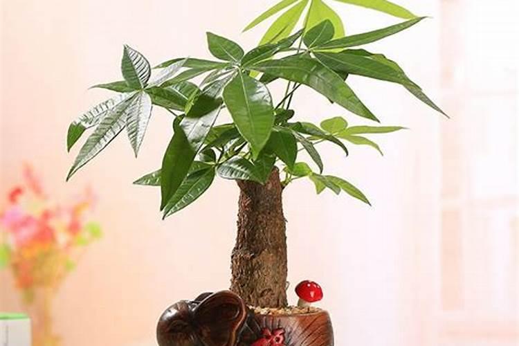 观赏性最好的草坪是哪个品种