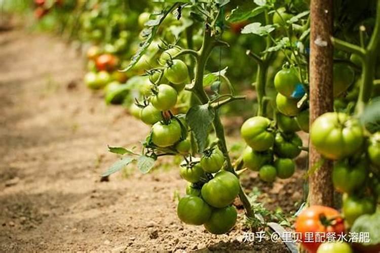 钙肥和大量元素混合冲施可以吗