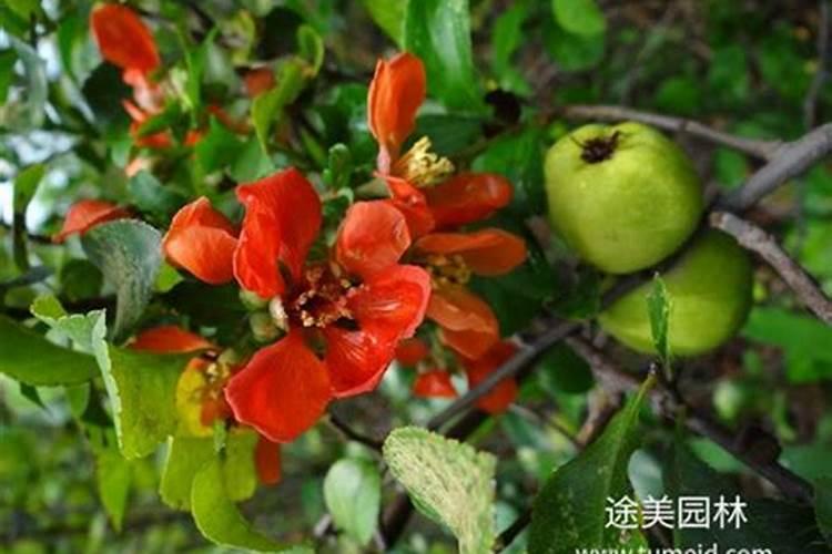 怎样根据土壤的酸碱性来施肥,酸性土壤应