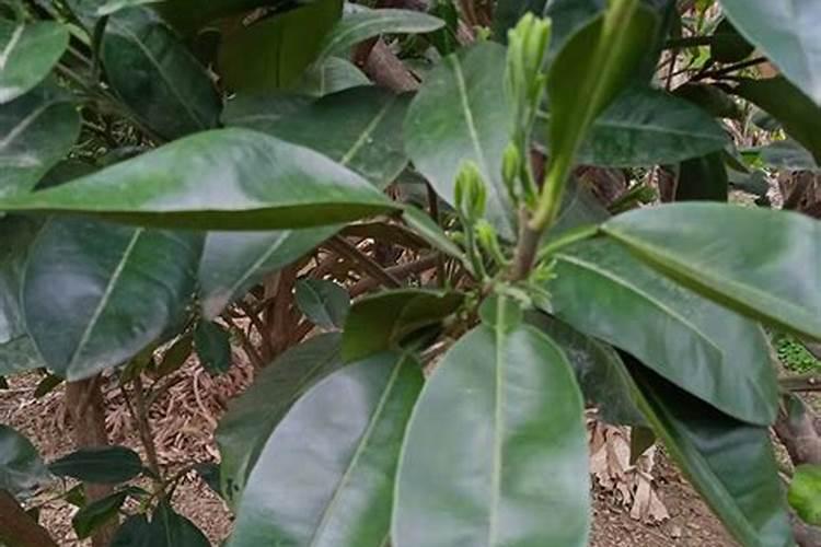 大樱桃保花保果用什么药