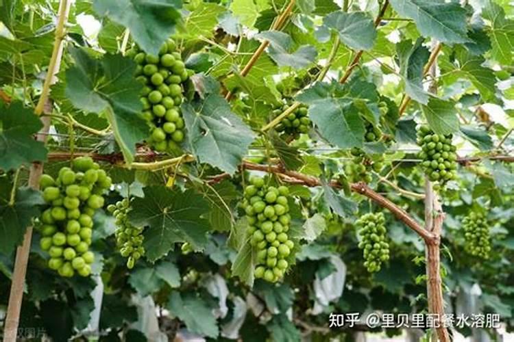 硅肥的施用范围？