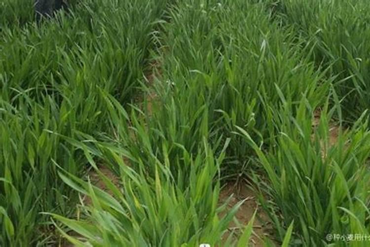 玫瑰花施肥施什么肥料 给玫瑰花施哪种肥