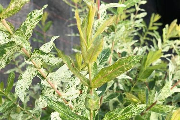 烂芒果如何做酵素和养植肥料