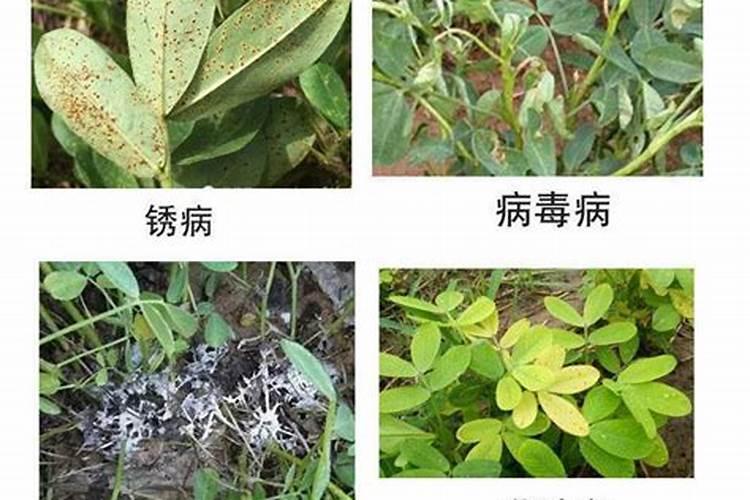 香椽果真能药用吗？