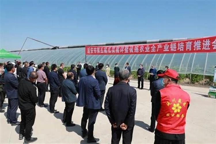 马铃薯怎么施肥