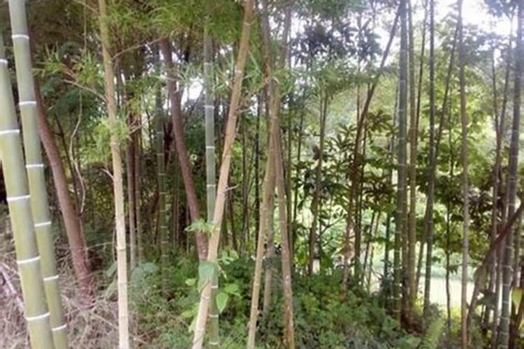 花生喷施硼肥最佳时间 使用注意事项有哪些