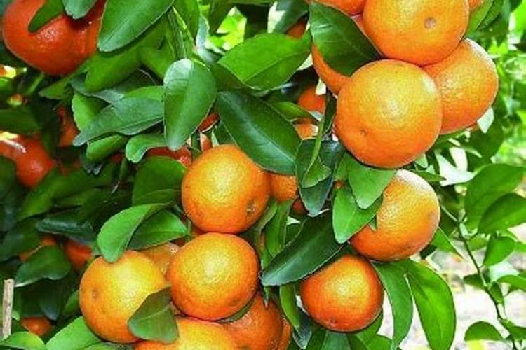 芒果树用什么肥料最好