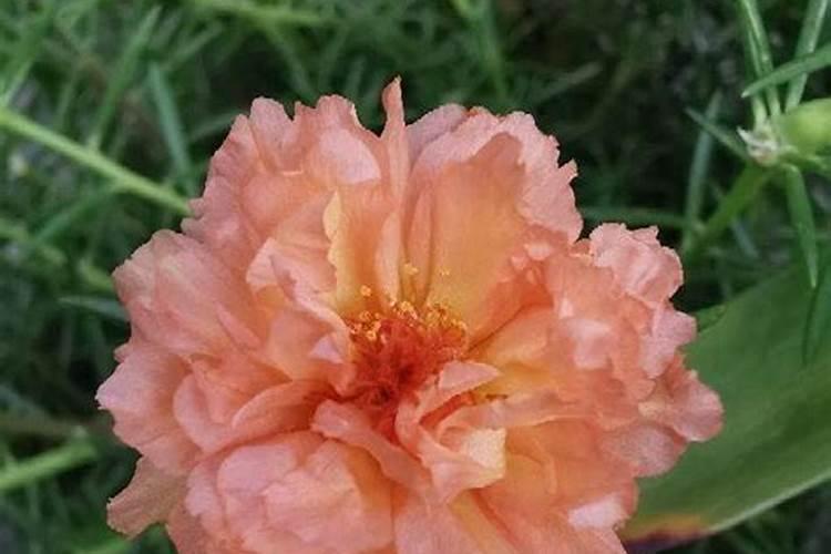 月季花浇水可以喷在叶子上吗 月季花可以喷水在叶子和花上面吗