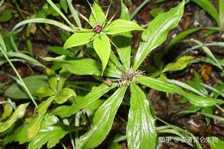 种植重楼用什么肥料长得快