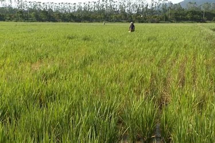 谷孑叶面肥氮肥什么时侯喷？酸二氢钾什么时候喷