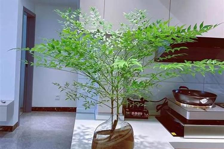 红叶南天竹的养殖方法