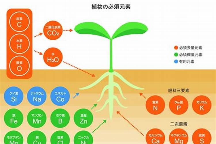 冲施肥控旺用什么