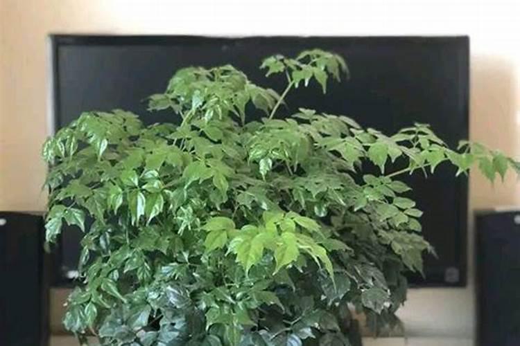 玉米每吨涨价千元,这是什么原因导致的？