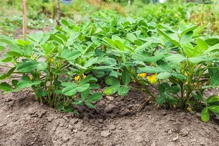 玉米价格每吨涨千元,为什么会出现这样的情况？
