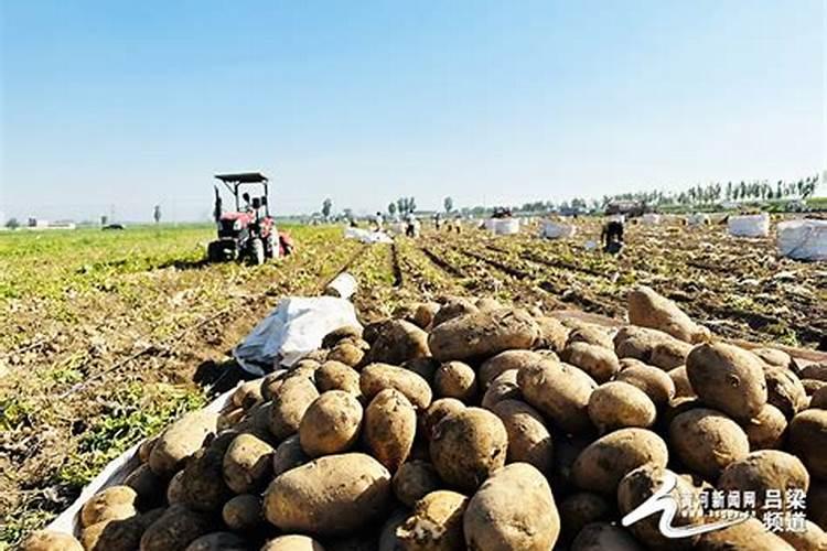 种土豆每亩用多少肥料最好