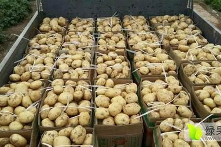土豆追肥用什么肥料？用了这些肥料土豆养得活才怪