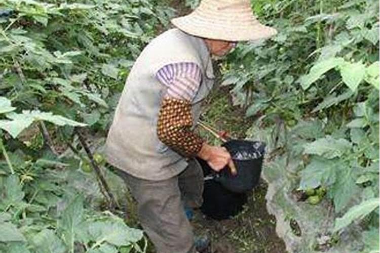 茄子种植怎么施肥才能高产