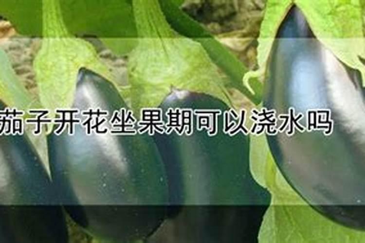 高钾肥会导致茄子僵果吗 如何正确施钾肥