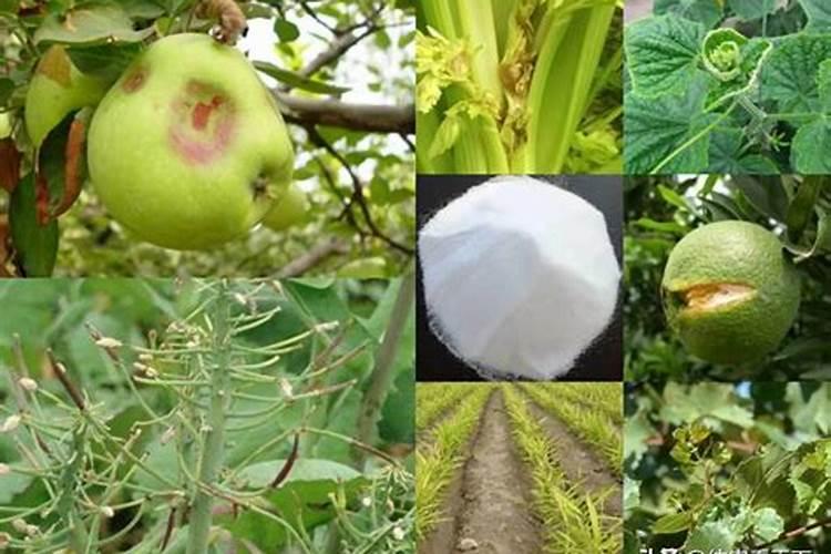 豆角开花期打什么叶面肥 豆角花期可以喷施叶面肥吗