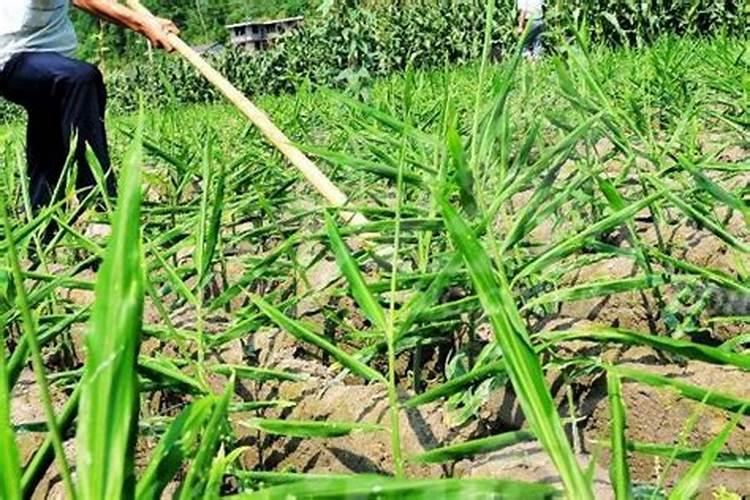 混合草树过敏家里可以养植物吗？