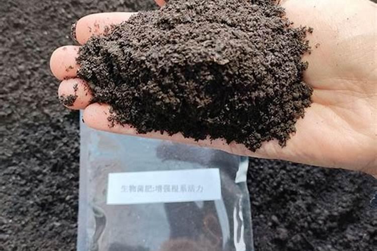 盆栽草莓施肥用什么肥料好