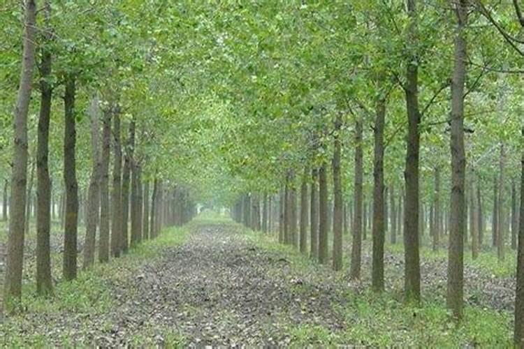 第一年栽的杨树怎么管理