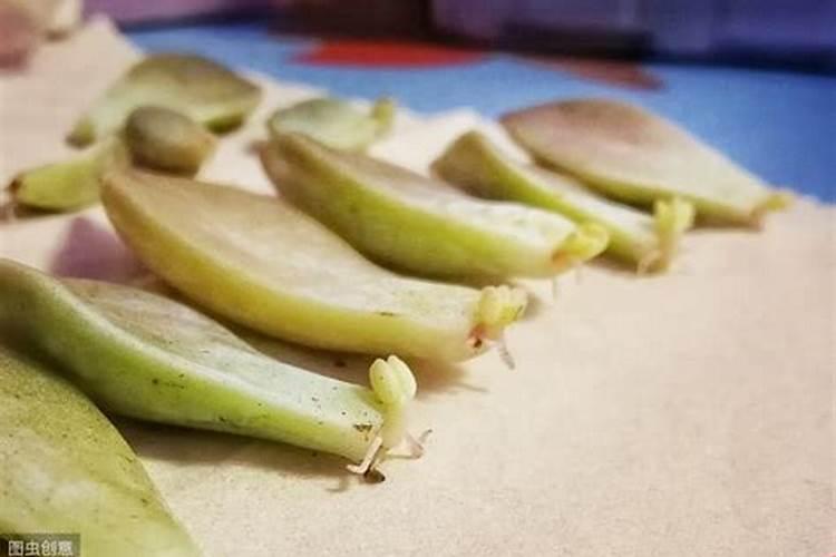 兰花春天施什么肥