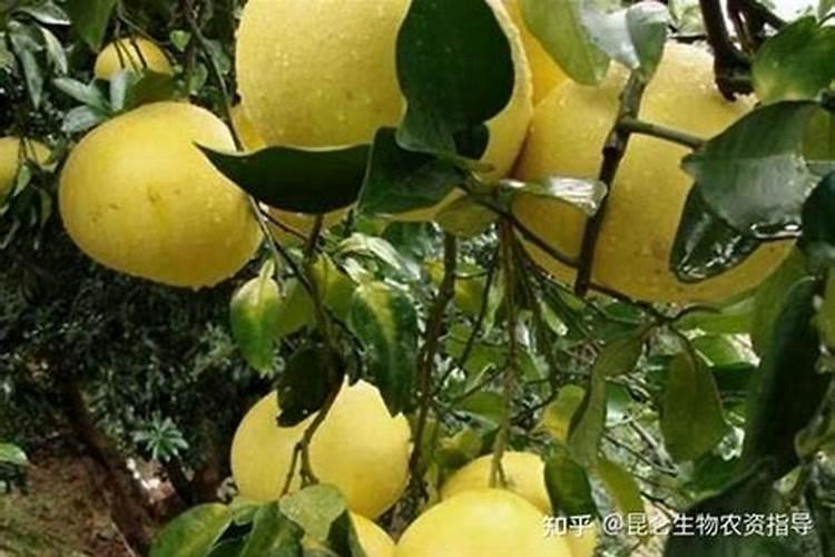 为什么柚子树不开花