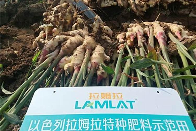 猕猴桃壮果肥什么时候施 最佳使用时间是几月份