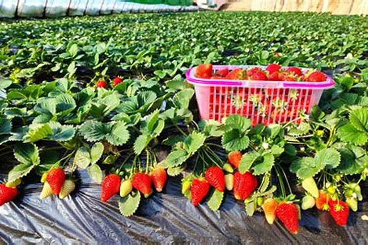 草莓施什么肥料果大？3类肥料农民朋友要把握好
