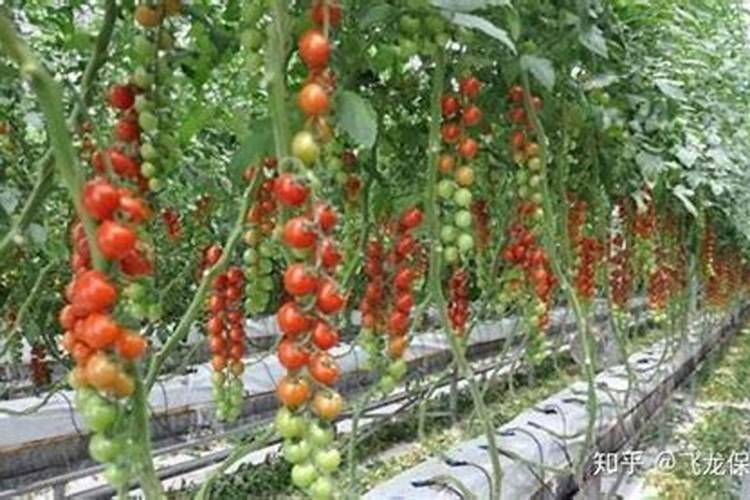 金钻怎么施肥,施什么肥？