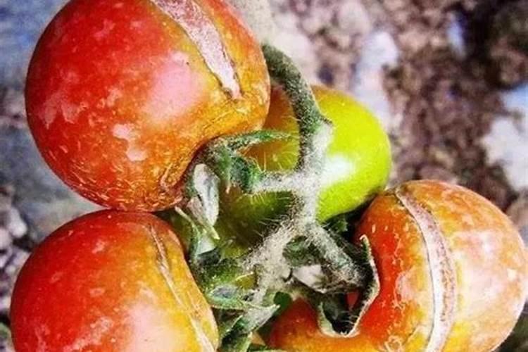 西红柿茎秆开裂、裂果是啥原因？用啥肥有效果？