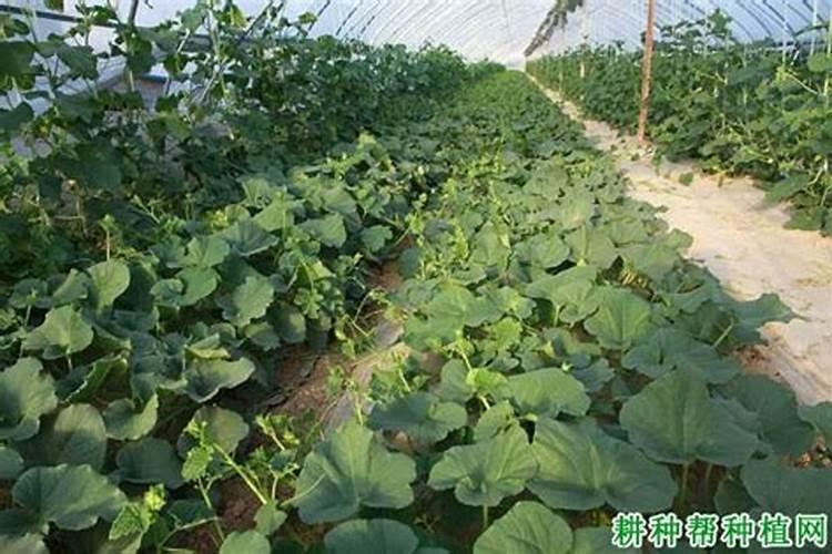种植柑子树的方法