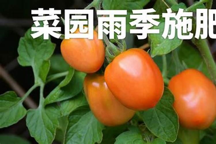 雨季施肥方法和注意事项 雨季施肥方法和注意事项有什么