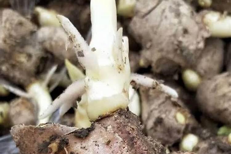 水稻灌浆期用什么叶面肥可增产