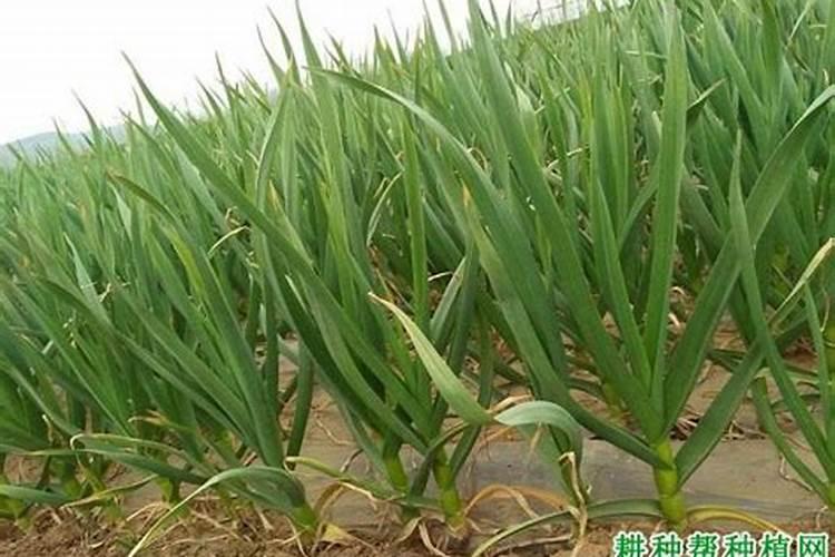 复合肥可以兑水浇花吗