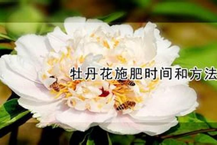 牡丹叶面肥打什么 喷肥注意事项