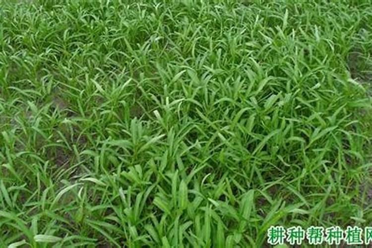 夏谷子的农事栽培 谷子怎么安排耕作