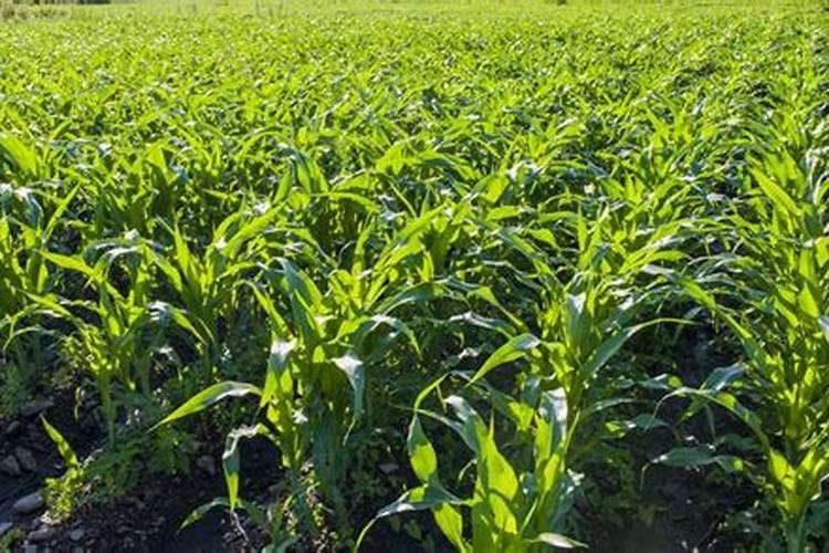 月季花什么时候施肥好 月季花最佳施肥时间是哪时候