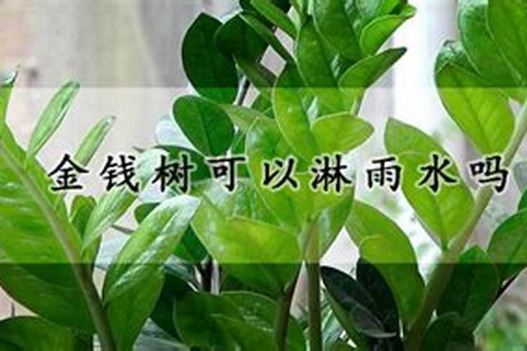 柠檬树怎么施肥？