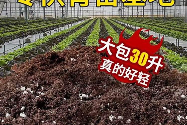 不去除育苗基质直接栽苗会怎么样？