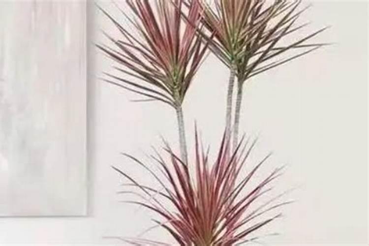 七彩铁怎么养的粗壮？