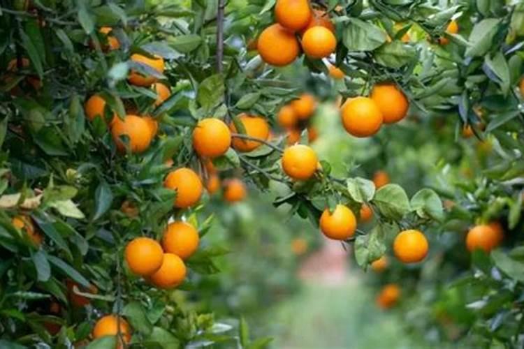 月季花施肥施什么肥料
