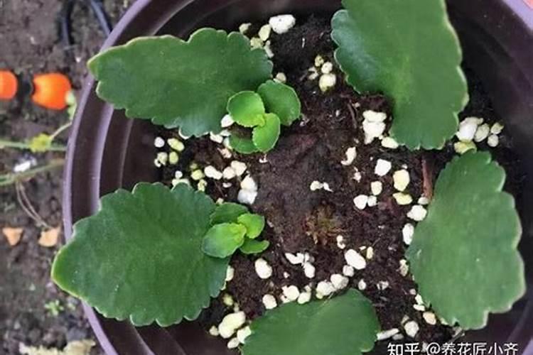 绿萝施肥方法